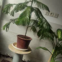 فروش گل|گل و گیاه طبیعی|یزد, |دیوار