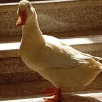 اردک بالغ|حیوانات مزرعه|شیراز, جوادیه|دیوار
