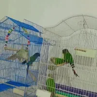 گرینچیک ، دستی|پرنده|هشتگرد, مدرس|دیوار