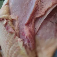 بوقلمون بوربون و قوغاز|حیوانات مزرعه|مینودشت, |دیوار