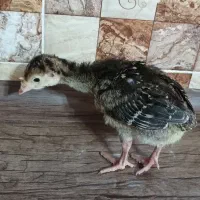 جوجه بوقلمون برنز انگلیس ۱۴ روزه