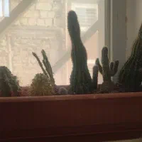 گل و گیاه قیمت مفت + اشانتیون، معاوضه یا فروش|گل و گیاه طبیعی|یزد, |دیوار