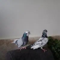 دو عدد کبوتر نروماده