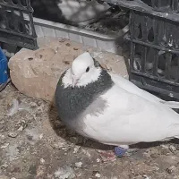 ۵ عدد طوقی|پرنده|شاهرود, |دیوار