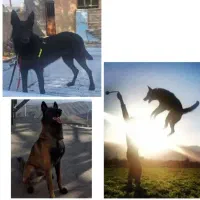 توله مالینویز