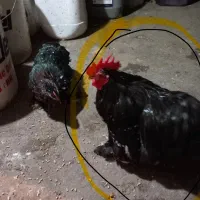 فروش دو جفت مرغ خروس کوشین