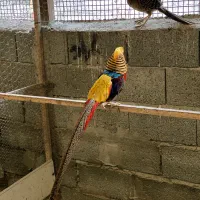 زیبا پرنده|پرنده|رامسر, |دیوار