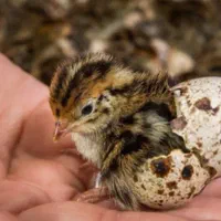 پرورش ماکیان آشیانه سپید