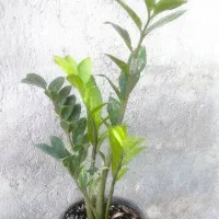 نیرو خدماتی هستم