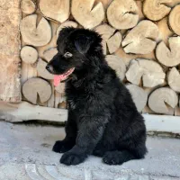 سگ ژرمن بلک