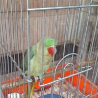 سلام و عرض ادب|پرنده|مشهد, ادیب نیشابوری (شهرک غرب)|دیوار