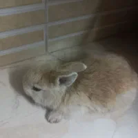 خرگوش ۲۵ روزه|موش و خرگوش|کردکوی, |دیوار