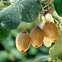 فروش میوه کیوی رو درخت