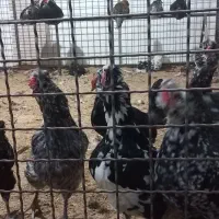 مرغ و خروس محلی و گلین|حیوانات مزرعه|کرج, کیانمهر|دیوار