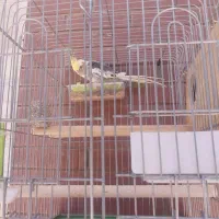 یه جفت عروس هلندی با دوتا تخم