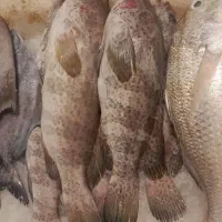 میگو ماهی تازه آبادان ارسال به شهرستان