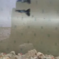 آکواریوم با ماهی