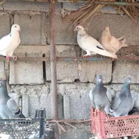 کبوتر پلاکی