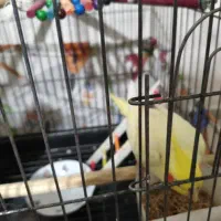 عروس هلندی ماده