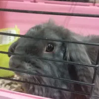 خرگوش لوپ بلو خاص کمیاب