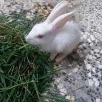 خرگوش