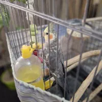 عروس هلندی گلباقالی نر سخنگو|پرنده|رباط‌کریم, شهرک درخشان|دیوار