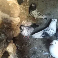 سه عدد کبوتر|پرنده|خان ببین, |دیوار
