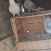 ماهشهر خیابان امام