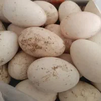 تخم غاز خوراکی