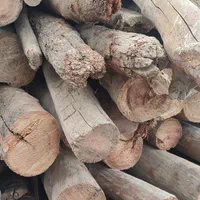 چوب خشک و پالت و درخت یاتخریب ساختمان اردبیل