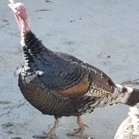 بوقلمون|حیوانات مزرعه|ازنا, |دیوار