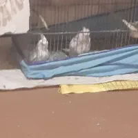 عروس ایزابلا|پرنده|خان ببین, |دیوار