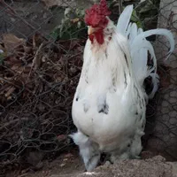 تخم مرغ نطفه دار گلین لری گلچین|حیوانات مزرعه|شاهین‌شهر, بنیاد ازدواج|دیوار