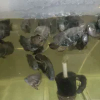 چهل عدد اسکار20سانتی