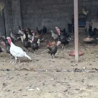 مرغ وبوقلمون