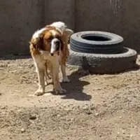 سگ لاس