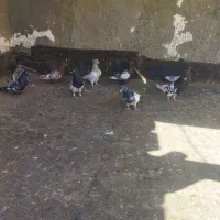 کبوتر|پرنده|چناران, |دیوار