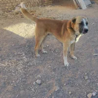 سگ نگهبان و گله|سگ|بیرجند, |دیوار