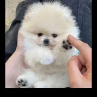 فروش پامرانین خرسی فوق العاده بالا زیر قیمت|سگ|مشهد, وکیل‌آباد|دیوار