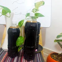 سه شیره بطری  خانواده 500 و ابغوره عسکری 180