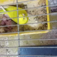 دو عدد مرغ عشق سبز زیبا با دو عدد جوجه سرحال