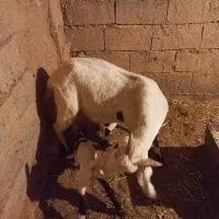 ۲تا بز و۴بزغاله|حیوانات مزرعه|زیرکوه, |دیوار