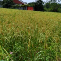 اجاره روزانه/هفتگی/ماهانه ویلا ۶۵ متری|اجارهٔ کوتاهمدت ویلا و باغ|خمام, |دیوار