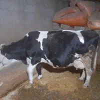 ماده گاو هلشتاین بزمیش قوچ|حیوانات مزرعه|بیستون, |دیوار