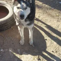 سگ هاسکی نر|سگ|بجنورد, |دیوار