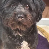 واگذاری سگ تریر ماده|سگ|تهران, افسریه شمالی|دیوار