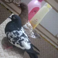 کبوتر سینهای