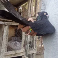 فروش کبوتر تزئینی