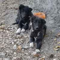 توله قدرجونی