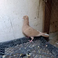 کبوتر|پرنده|یزد, |دیوار